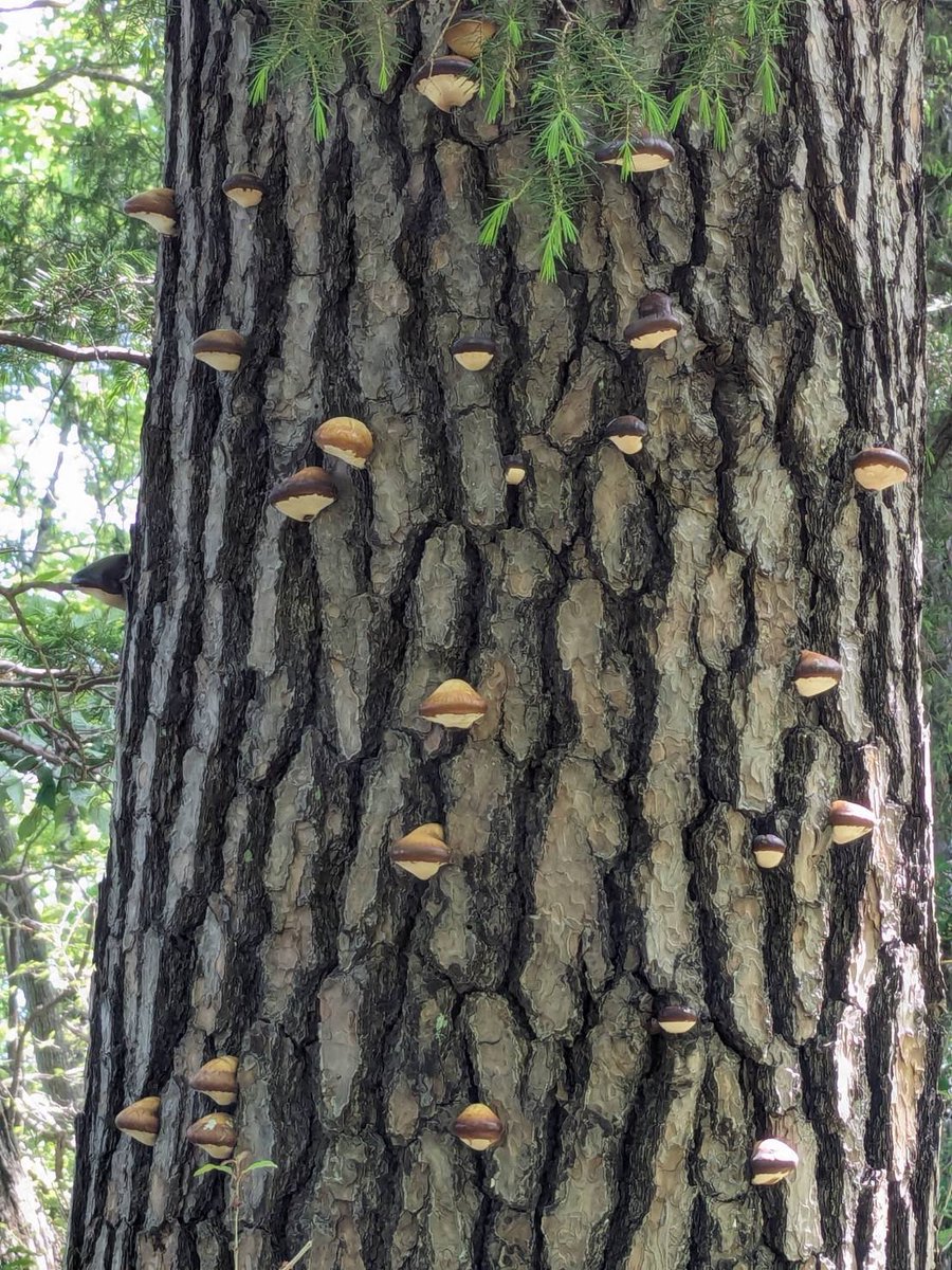 #ヒトクチタケ ヒトクチタケ Cryptoporus volvatus 枯れて間もないマツに発生します。 It occurs on recently died pine trees. 不食　not eating