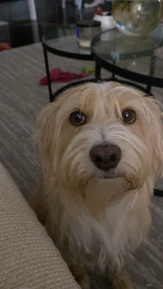 PerroUsuario's tweet photo. Caso de terceros. Ella es Mía, tiene un año de edad, está esterilizada, desparasitada y con sus vacunas al día, es una perrita muy dulce, tranquila y amorosa. Está en busca de un hogar responsable y amoroso, para cualquier información comunicarse por el 0414 9230607 https://t.co/gplbqbzsvB