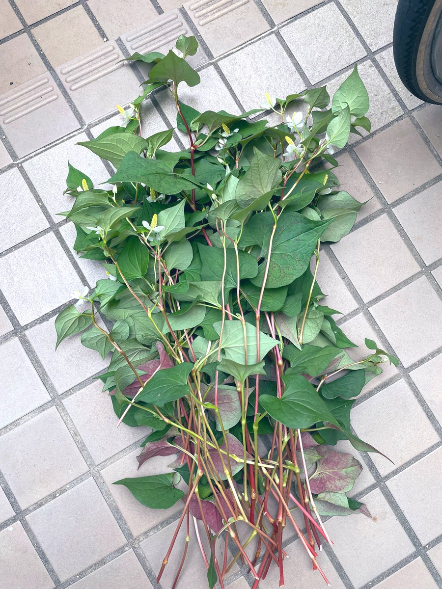 gohanbambo's tweet photo. 思い立ってどくだみ茶を作ろうとしている https://t.co/KHoYm7XzoS