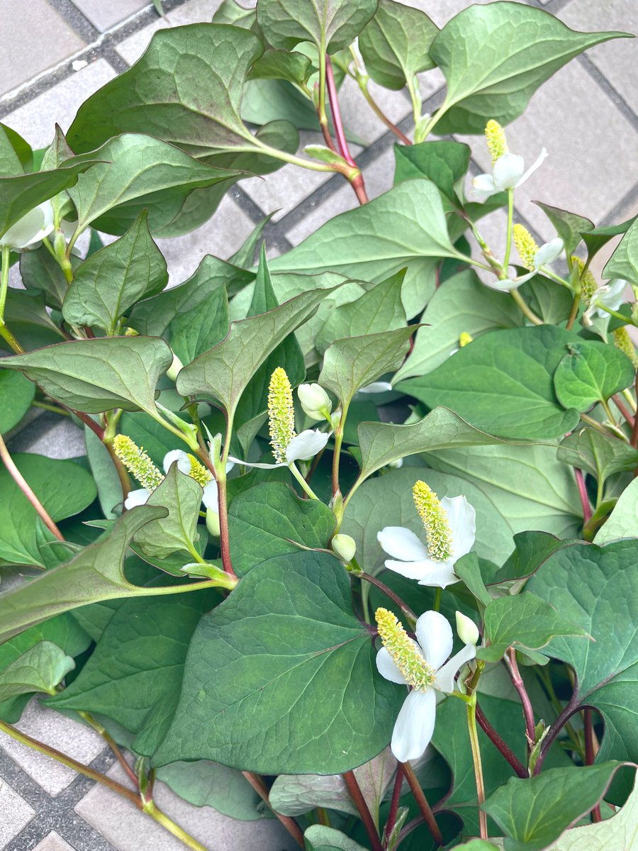 gohanbambo's tweet photo. 思い立ってどくだみ茶を作ろうとしている https://t.co/KHoYm7XzoS