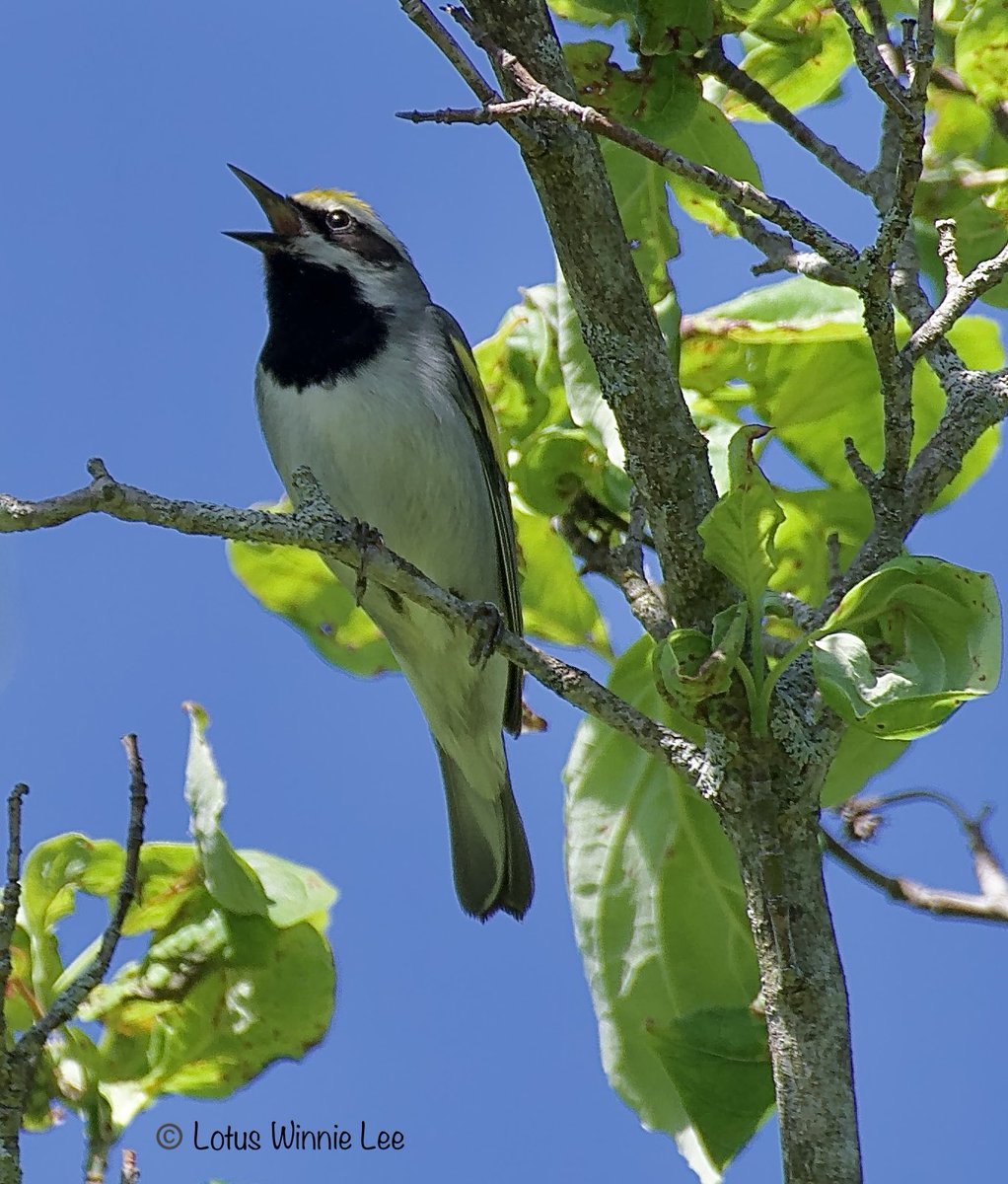 Sterling Forest 5/25/2024: My target bird for today, Golden-winged Warbler. Here he is, singing and showing off his charm❣️🥰😍 #goldenwingedwarbler #warblers #birdwatching #wildlife