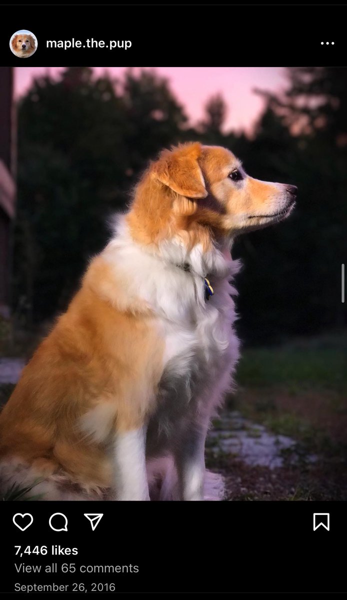 🕊️🌟 Remembering Maple 🌟🕊️

Maple, the legendary dog who captured hearts with his incredible musical talents, especially on the drums. With over 300k followers on Instagram and a YouTube channel with over 2.5 million subscribers, Maple's joy and talent touched millions around