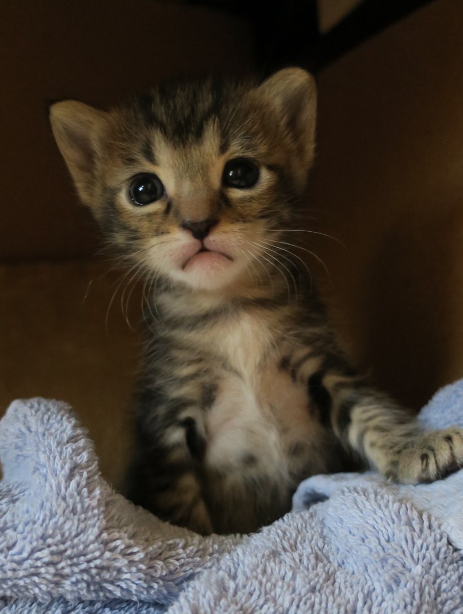 ogdimora's tweet photo. Happy #Caturday eve, y'all! Anyone else chilling at home with some good music while making some glorious good? This pic is Audrey when she was a little over 3 weeks old. Eight years later, and that sweet face still gets everything she could ever want. 😻 https://t.co/OYTyGom6Mo