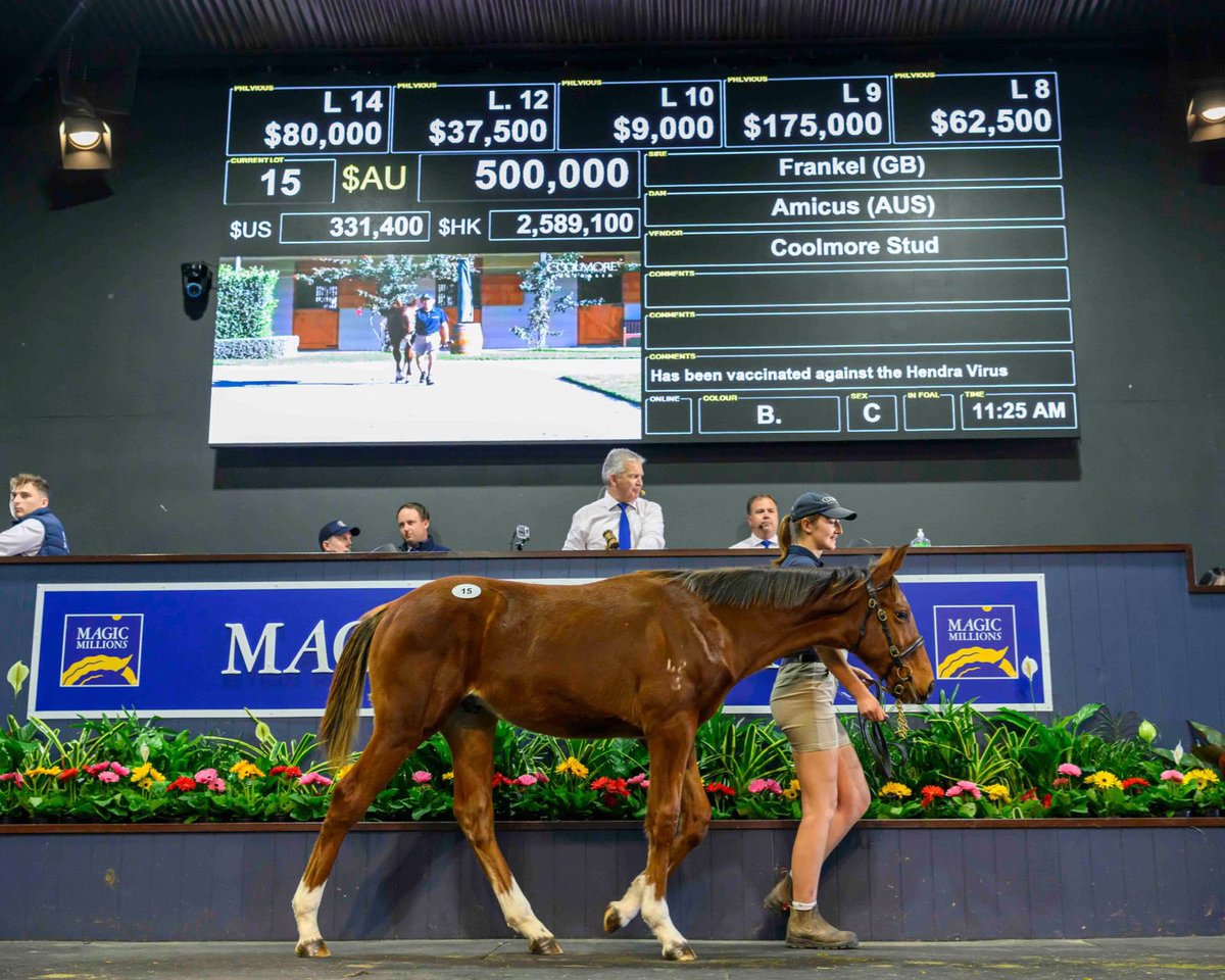 At A Glance: brought to you by @HQEquineIns 🐎 We're 100 lots in @mmsnippets National Weanling Sale - here are your stats! 🤑 Gross: $4.4m ☝️ Top Lot: Lot 15 - Frankel x Amicus (colt), @CoolmoreAus, $500k ⚖️ Average: $74,042 (‘23: $82k) 🤝 Median: $50k (‘23: $50k) 🐎 Top buyer: