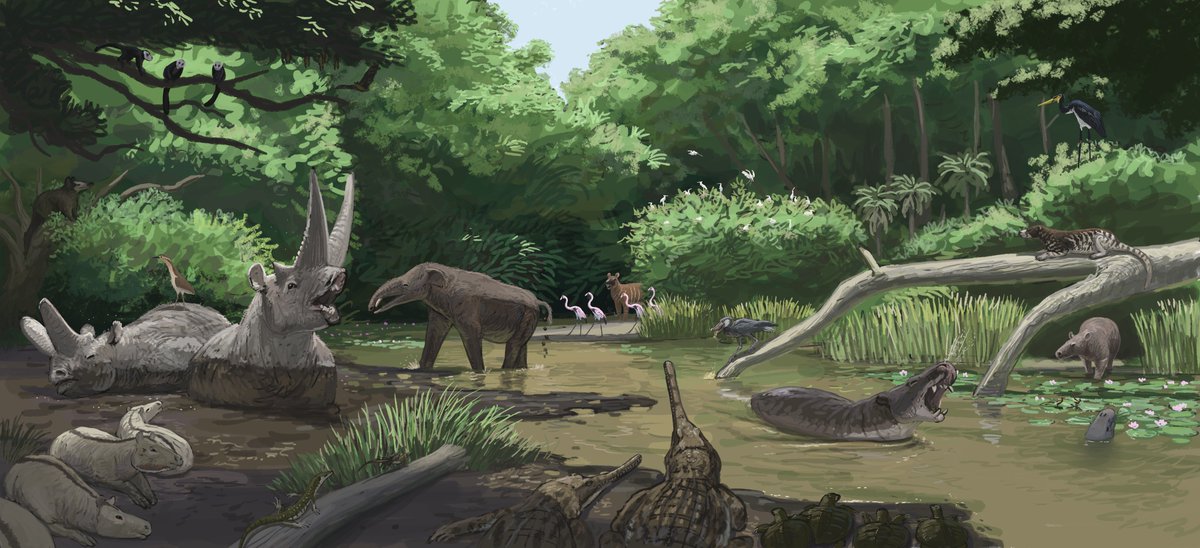 JoschuaKnuppe's tweet photo. Results from the Jebel Qatrani formation #paleostream! 
Arsinoitherium might be the most iconic animal from here but that doesn't make the rest of the fauna less interesting! https://t.co/EnDhxUu3bh