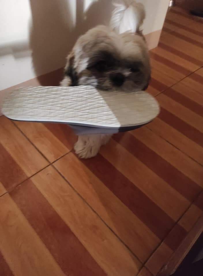 ShaniaSolomon's tweet photo. Run free now, little one. 😭💔 Thank you sa pag comfort sakin palagi. 🥺 Ikaw ang nakakita sa lahat ng pag iyak ko. Mahal na mahal ka namin, LA. 🥺♥️ https://t.co/OrgLrHsqBw