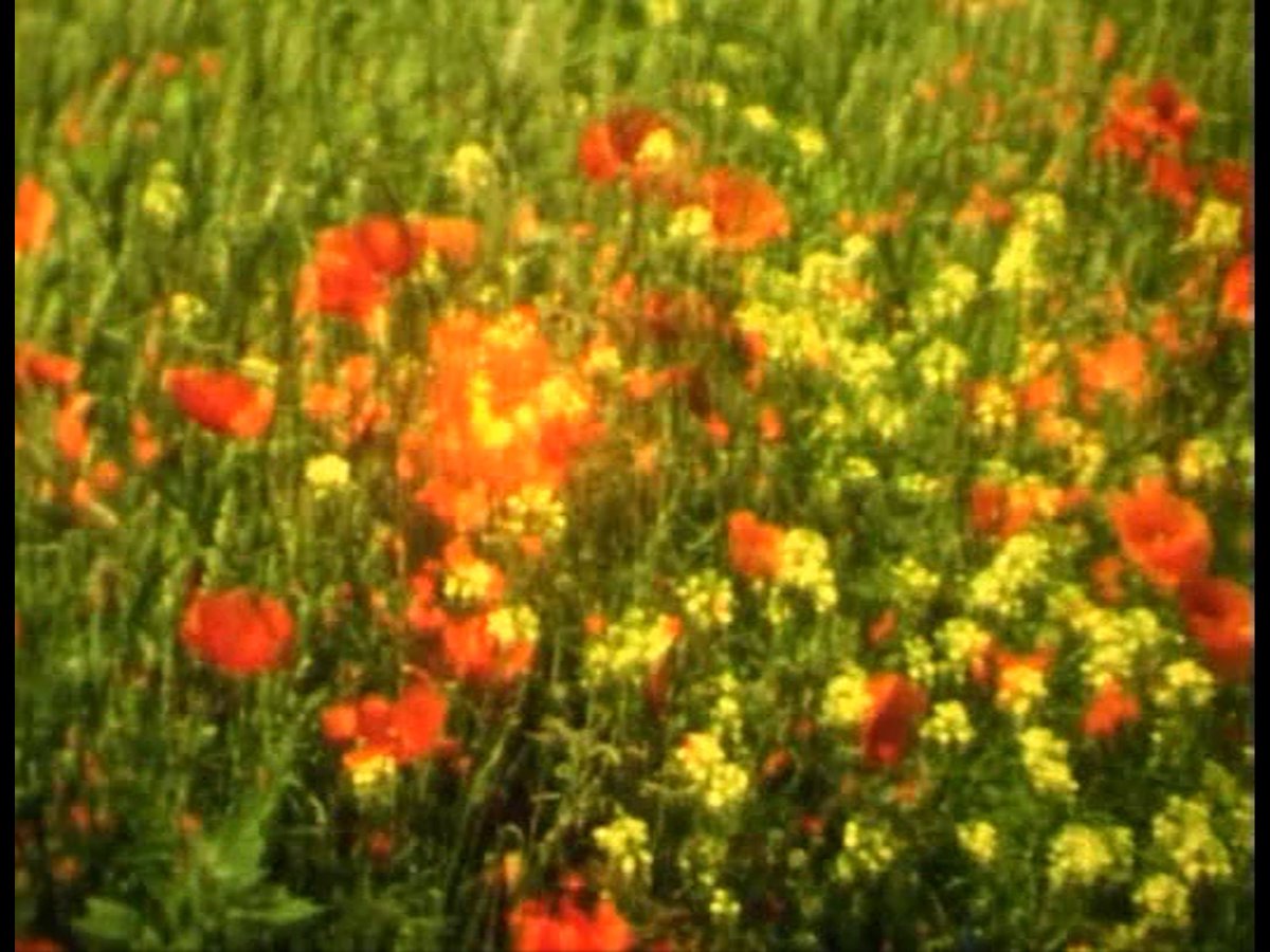 leeartr's tweet photo. Royaume (Marc Hurtado, 1990) https://t.co/VmMBw2fqzz