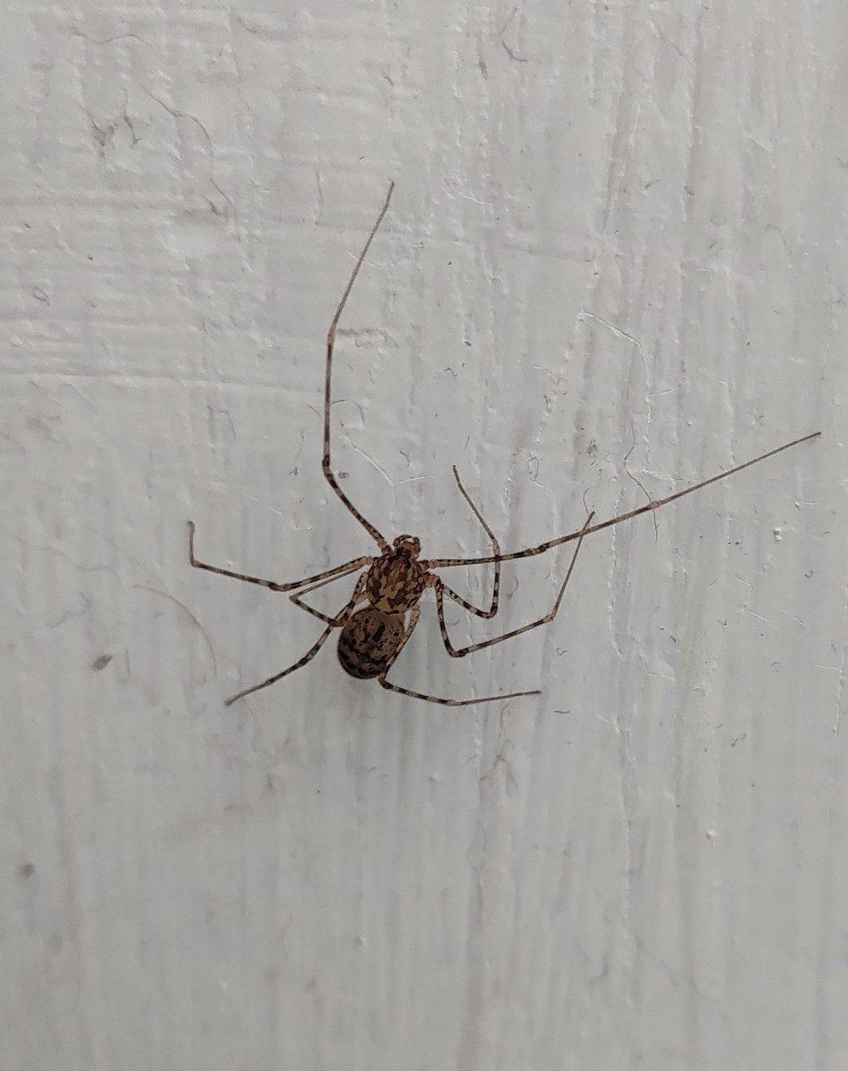 DanielLezcanoR2's tweet photo. Hola @Arachno_Cosas !! Encontré esta araña en el interior de un edificio, tiene un patrón que no había visto antes ¿Que especie es? Foto tomada en la ciudad de México. Gracias!! https://t.co/fsriEdxDnu