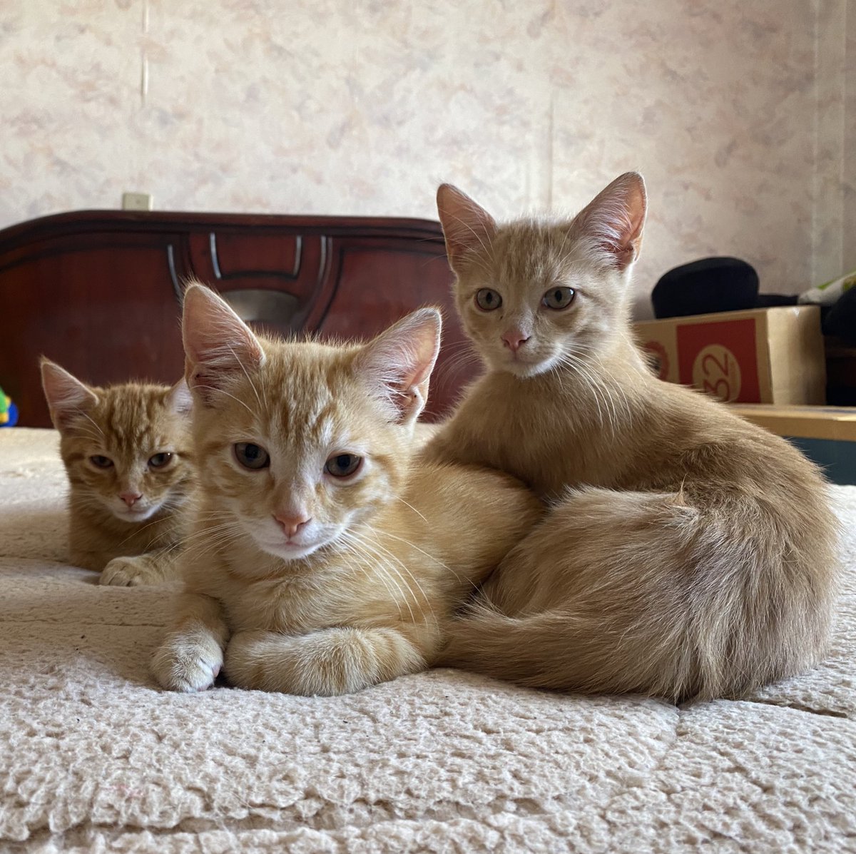 SofíaCarolina tweet media