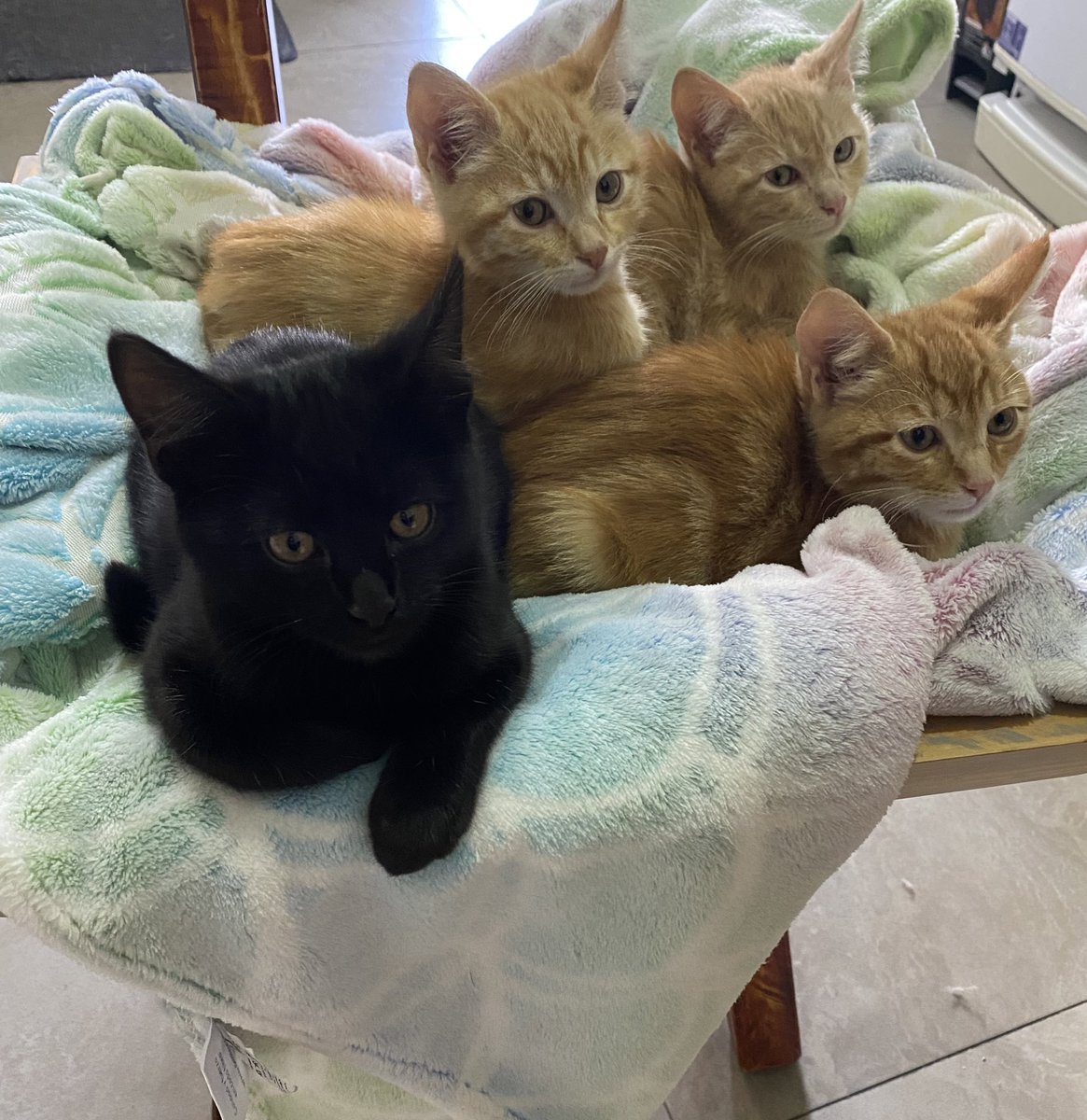 SofíaCarolina tweet media