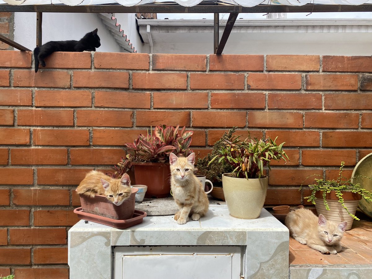 SofíaCarolina tweet media