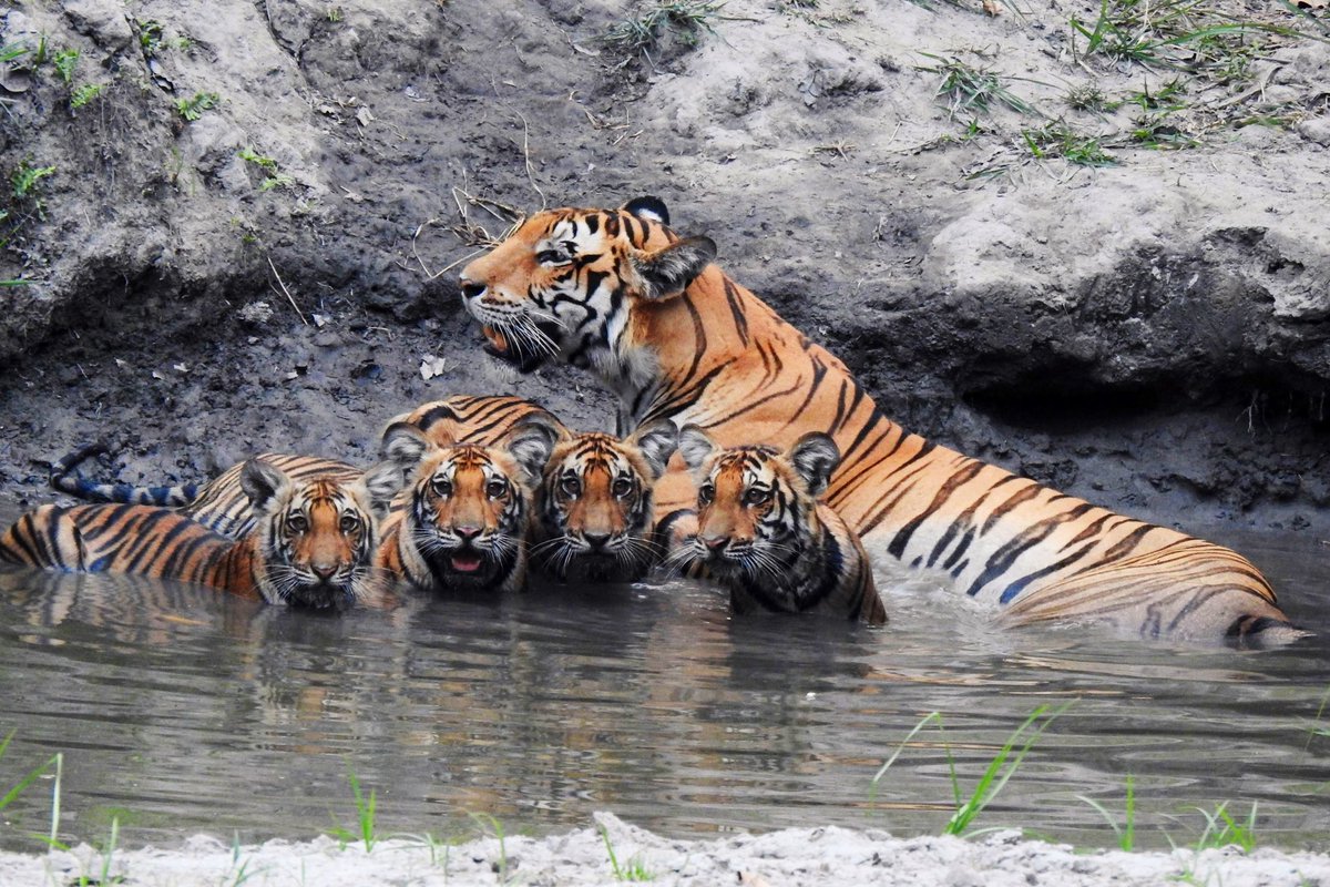 It’s too hot. Mom and cubs are enjoying the waterhole in Kishanpur. Beautiful capture by Inderpal guide.
