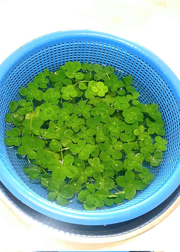 🍀저기유~~잠시만유~
 행운 한소쿠리 옆에 끼고 가세유~