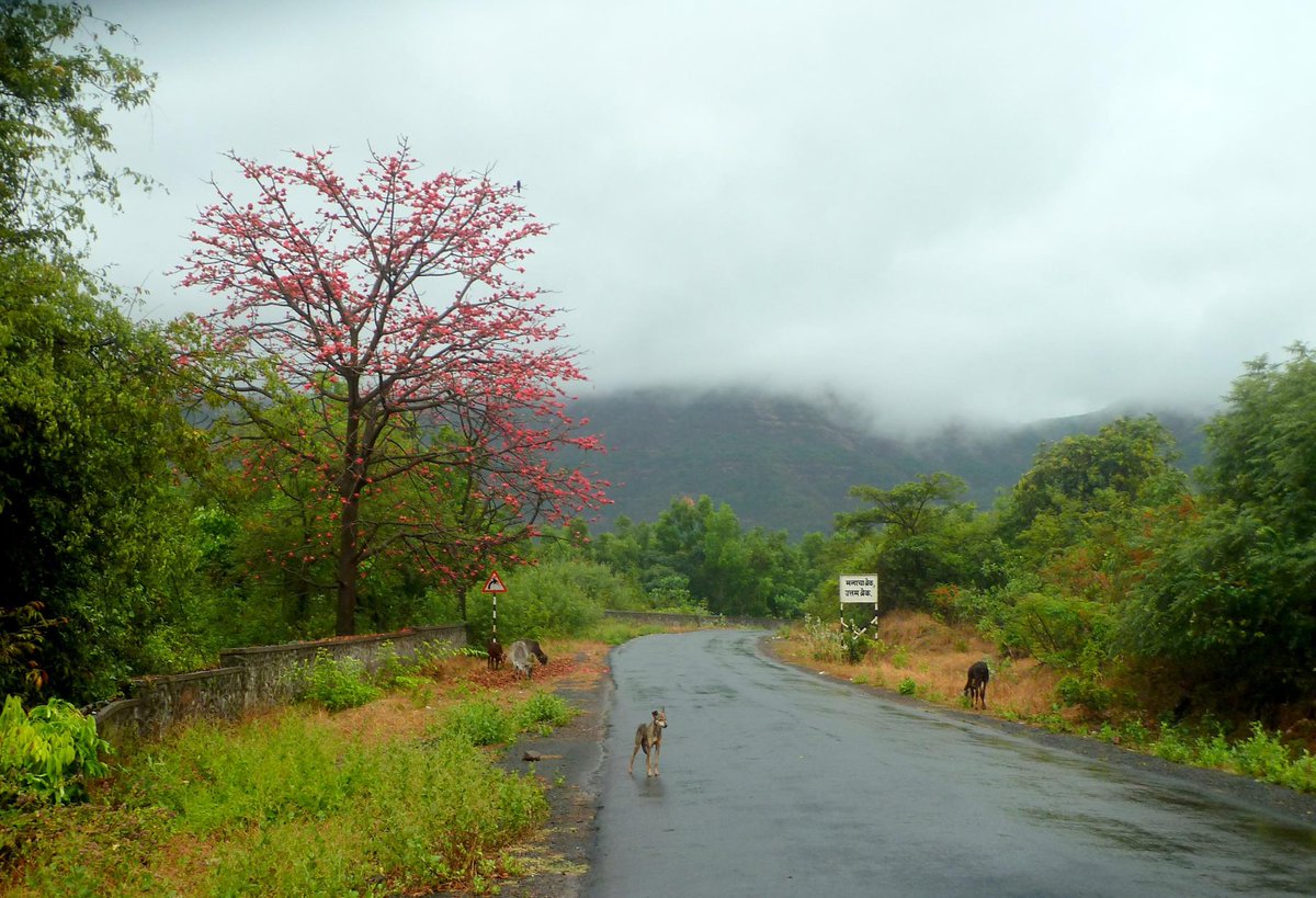 The colours of India 💚 A red silk cotton tree along the Tamhini ghat road. Its Sanskrit name is prettier - Shalmali