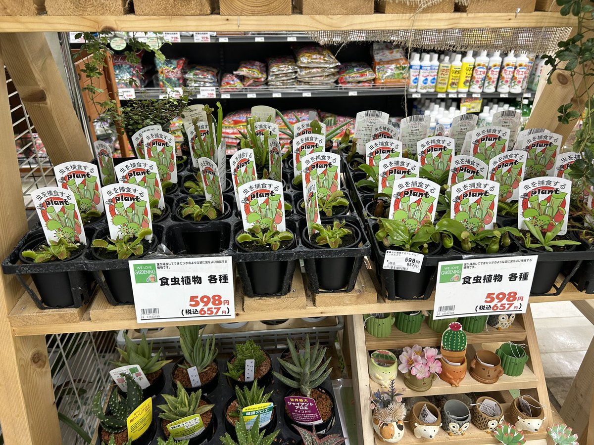 ホームセンター 食 虫 植物