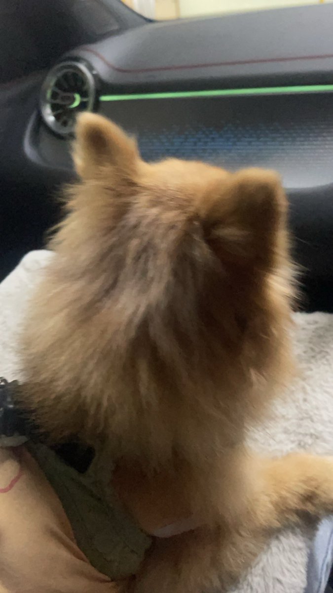 cecily (cupcat cc) tweet media