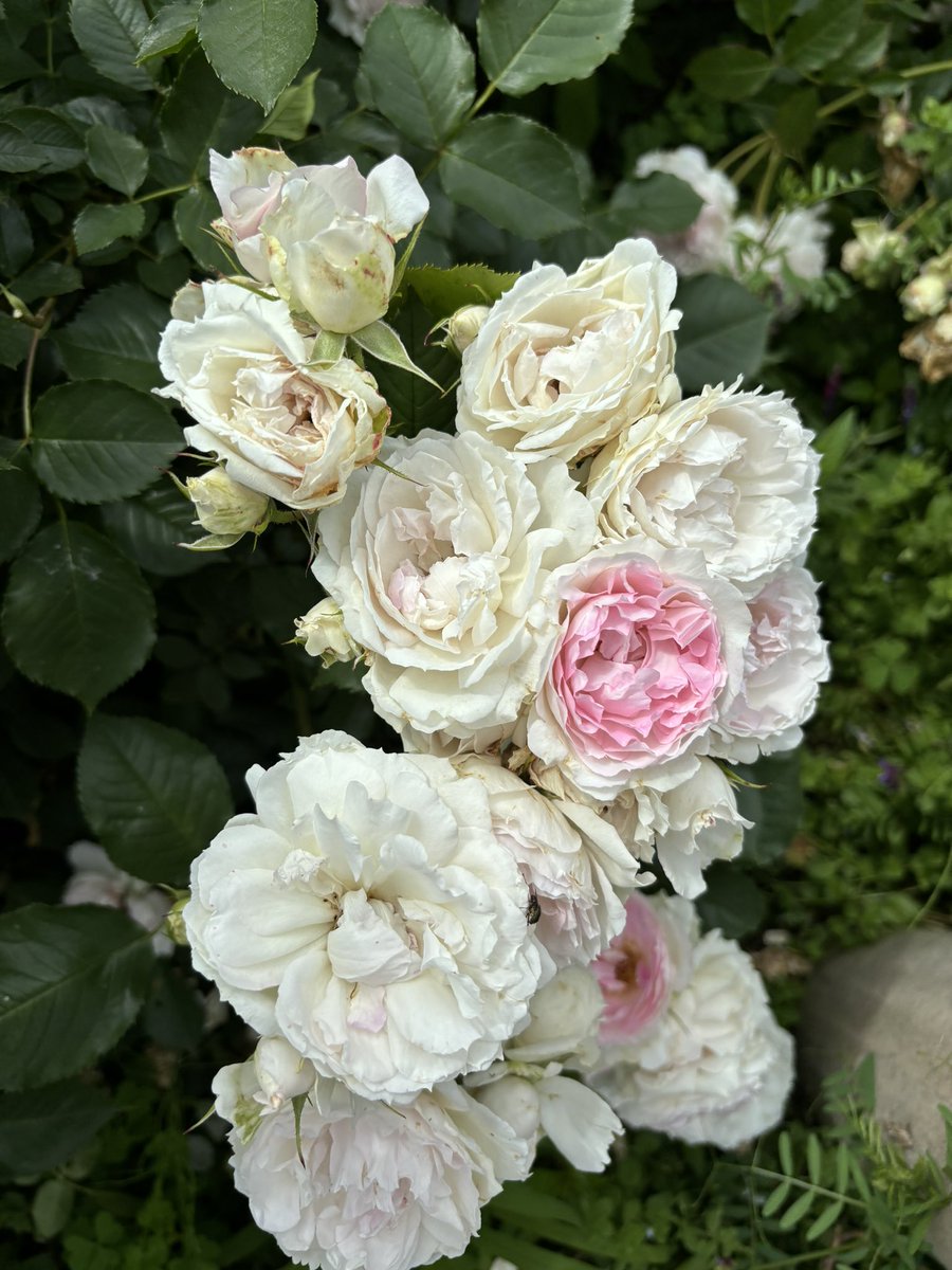 我が家の薔薇🌹
息子の趣味の薔薇🌹
今､満開を迎えています(*^^*)

これ全部一枝づつ咲いている😲
まるで #薔薇のブーケ💐っていう感じ🤭

好きで近くのバラ園よく行っていたけどこんな薔薇🌹見た事無いなぁ🤔