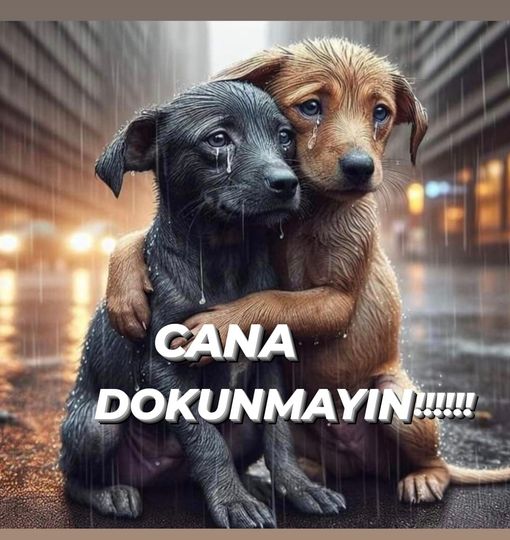 #SesizCanlarınSesiOlalım!

#YaşamakHerCanlınınHakkıdır #yasamhakkinasaygi #azıcıksevsenneolur #Yaşama_saygı #SokaktayımYanındayım #SokakHayvanlarıSahipsizDeğil

'Bir milletin büyüklüğü ve ahlaki gelişimi,hayvanlara olan davranış biçimi ile değerlendirilir.' #MahatmaGandhi

#kedi