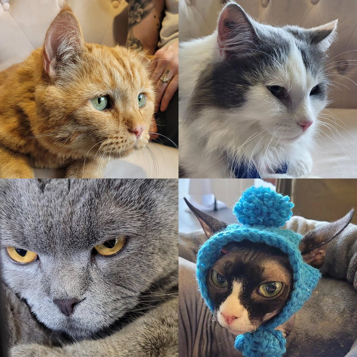Girly_1's tweet photo. Had a day full of critters #catfest #1GoodThingToday https://t.co/eVwOZrUFIG