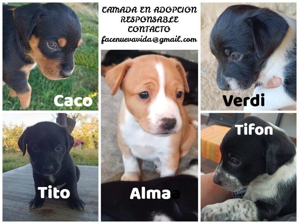 #madrid CAMADA de 5 bebes en #adopcion En abril rescatamos a su mami de una horrenda perrera y se encontraba embarazada Sociables con niños,🐶🐱 Se entregan chipados,vacunados,desparasitados y CON compromiso de castracion CONTACTO📩 facenuevavida@gmail.com #adopta #cachorros