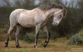 GnomeGnutzz's tweet image. Please #SaveWildHorses