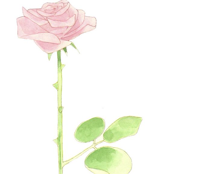 「rose」 illustration images(Latest｜RT&Fav:50)｜3pages
