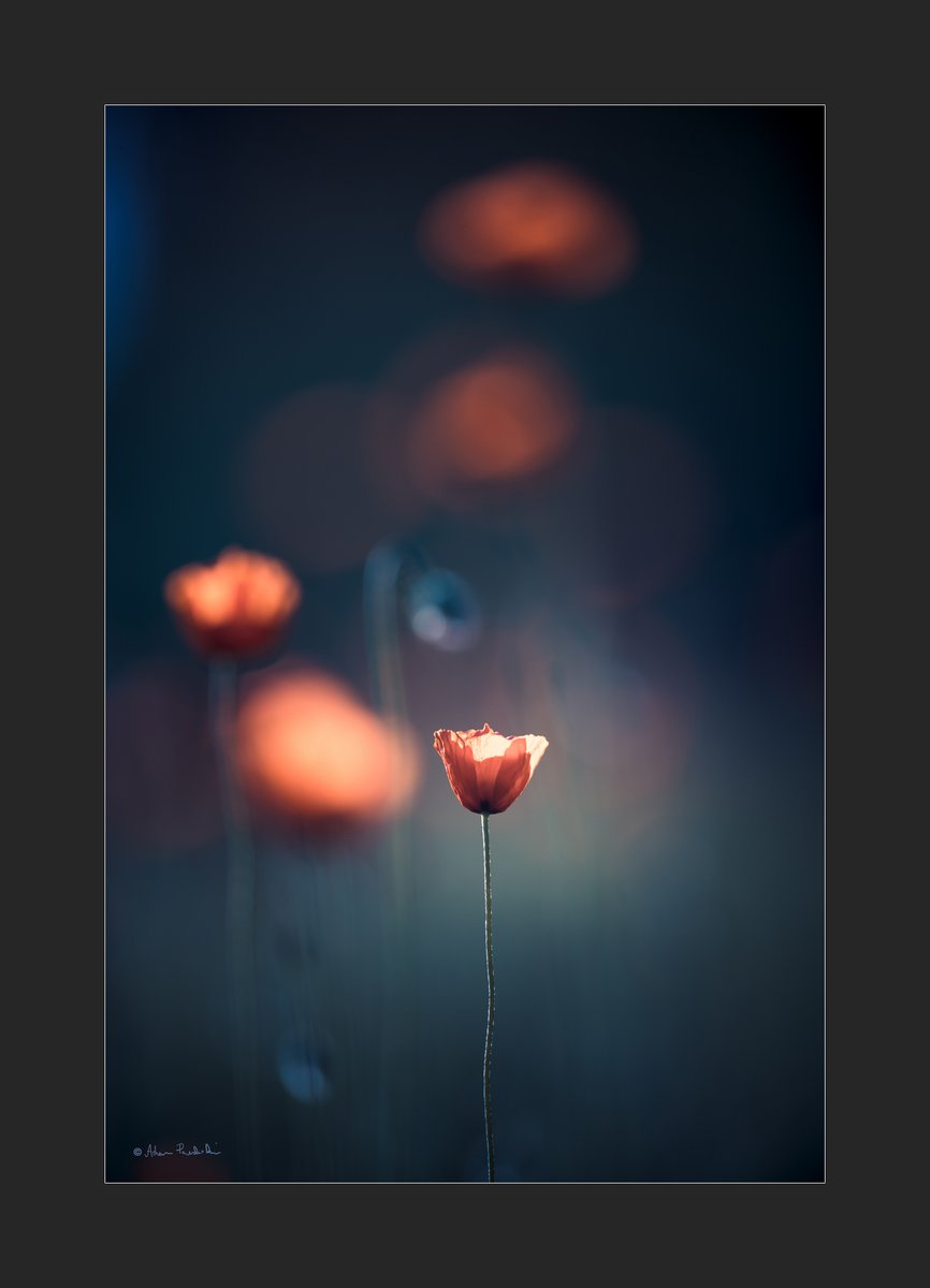 #Spring #Flowers #lasy #light #NaturePhotography #wildlifephotography #forest #自然 #nature #photography #fotografia #puszcza #May #Poland