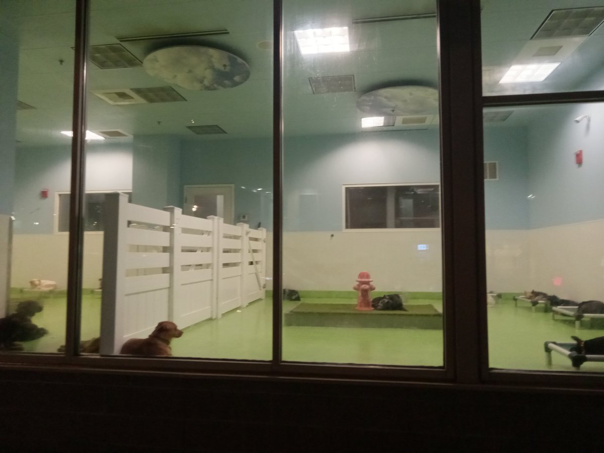 wvistheduck's tweet photo. All the dogs were left overnight in the display case at Doozy Dogs on 14th St NW tonight (after midnight). With all the horrific news about negligent dog care in DC lately, this shouldn't be acceptable @DCAttorneyGen https://t.co/XYop4vjASB