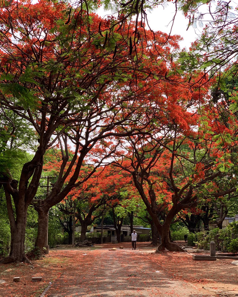 megramachandra's tweet photo. Canopy of Gulmohar trees at ITI colony, #Bangalore! ❤️

Still remember the first time I witnessed the beauty of this place, it was the next day after a heavy thunderstorm &amp; flowers were shed making a marvellous red carpet, it was simply gorgeous &amp; its forever etched in my memory! https://t.co/bZvuc5oPoo