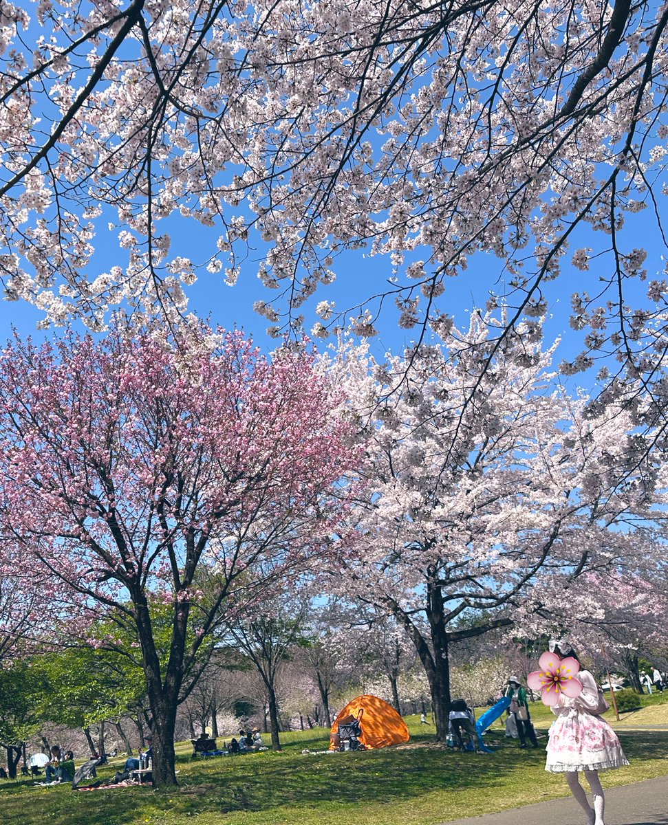 桜満開の春の日🌸
なんて素敵なお洋服💕
偶然通りかかったよ
#TLを花でいっぱいにしよう 
#SpringinBloom #springtime #spring
#springday #cherryblossom #桜