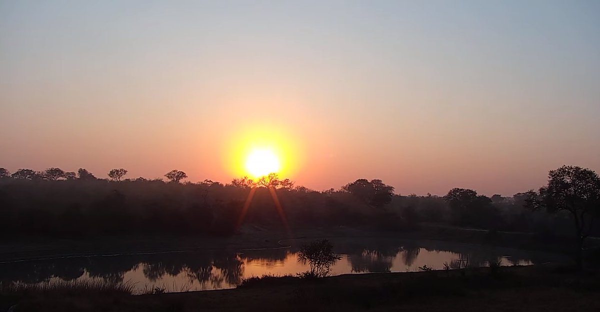 pretty Djuma sunrose <a href="/WildEarth/">WildEarth</a> #wildEarth
