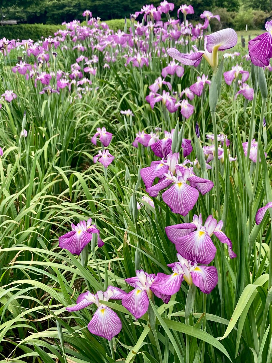 つつじが岡公園、少し散策すればつつじは勿論アジサイにハス菖蒲が咲き乱れ、水辺に近づけばトンボにカナヘビにと本当に自然豊かで楽しいですわね🌸🦎