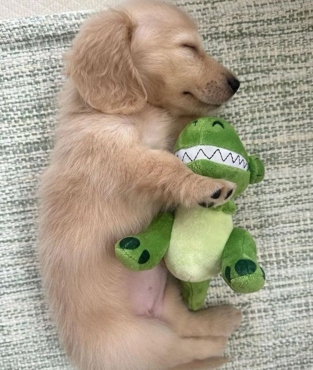 dogssaveworld's tweet photo. Cozy toy dreams 😍🐾 https://t.co/mTQ39GbVMo