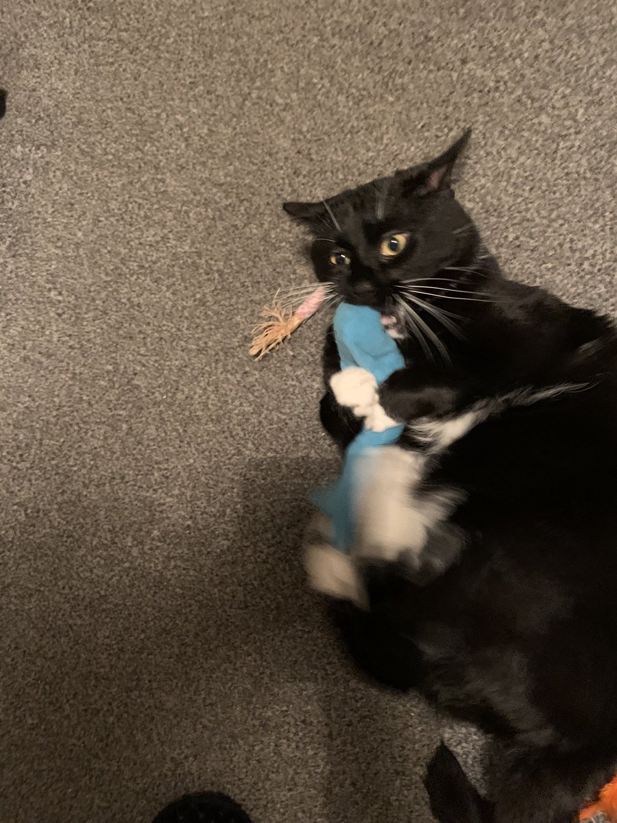 sharon_cantley's tweet photo. Good morning my beautiful gorgeous fluffy pals Flynn wishing you all a wonderful funday Sunday hope you are doing well sending lots of love prayers for sick kitties dogs and hoomans prayers for Auntie Donna Auntie Vicki Samson and Ukraine🙏look after each other love you lots 💞 https://t.co/J6O40uGtPa