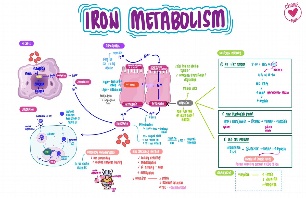 joietoyourworld's tweet photo. HEMA🩸: IRON METABOLISM
May additional biochem info here coz reviewer ko rin ‘to for LE so check na lang din sa reviewers kung ano yung dapat i-focus, a must-know topic 🫣
#MTLEClues
#ChewyMDNotes https://t.co/OQ26wgtnNB