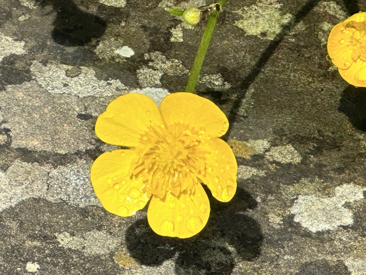 Good morning happy Sunday everyone, have the best day possible no matter what you have planned, relax and unwind ready for your week ahead 😊#SundayYellow small, bright and beautiful #Buttercup #BeKindAlways #PeaceAndLove @X