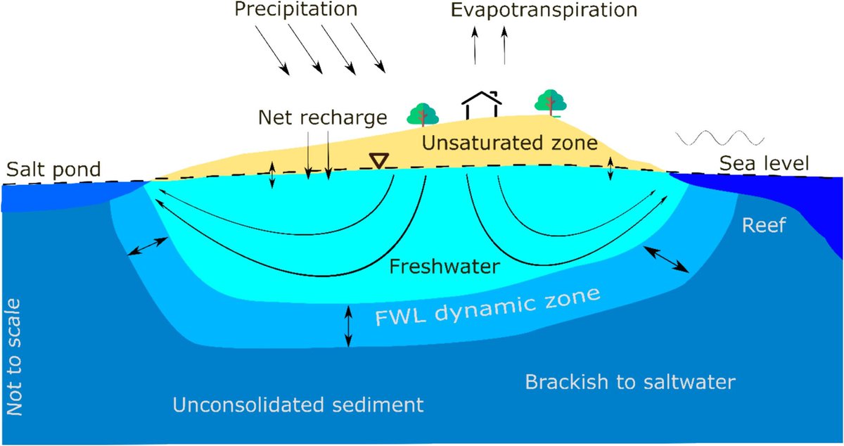 New Paper Alert in Journal of Hydrology 🚨🚨🚨

In this paper, we explore the response of the freshwater lens on a barrier island to various recharge scenarios.
sciencedirect.com/science/articl…