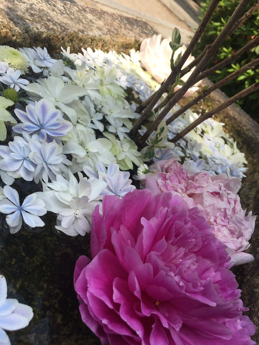 自治会の用事、仏壇の納入が終わったので、母と約束していた万博記念公園へ出掛けようと声を掛けたら「今日はしんどいからいい」と言われたので（年寄りあるある😅）、買い物がてら花手水を見てきました。

#花手水
#神社
#手水鉢
#花
