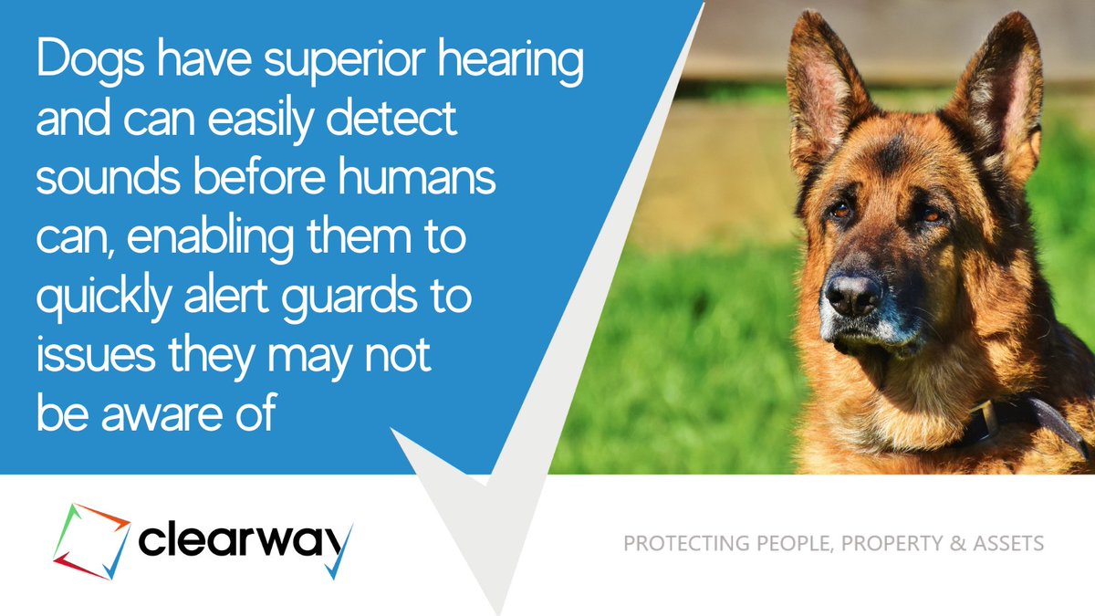 One key advantage to hiring a security guard and dog is that dogs have superior hearing and can easily detect sounds before humans can, enabling them to quickly alert guards to issues they may not be aware of. Find out more here: ow.ly/kjwp50RRg7z #securitydog #guarddog