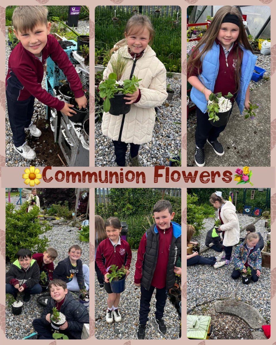 💐🌹 Our super 2nd class were busy gardening with Laura in preparation for their First Holy Communion. Each child prepared beautiful flower arrangements which bloomed for their big day last weekend!🌺🌼🪻