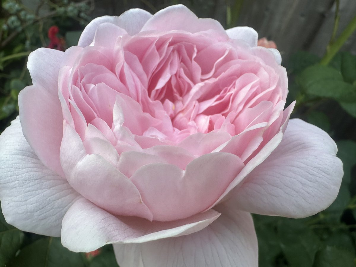 The Queen of Sweden roses are out. Absolutely stunning 

#gardendreams #flower #flowerpictures #gardens