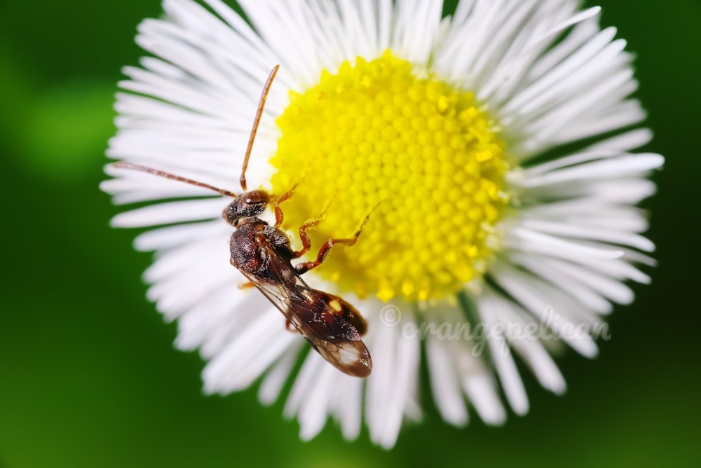 小型のキマダラハナバチ。Nomadaは大きさ含め多様ですね。
Nomada sp.