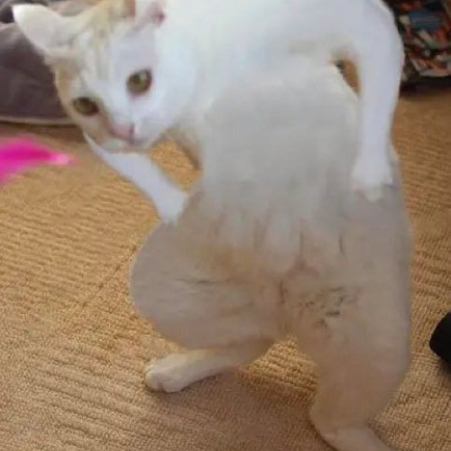 Goofy Cat tweet media