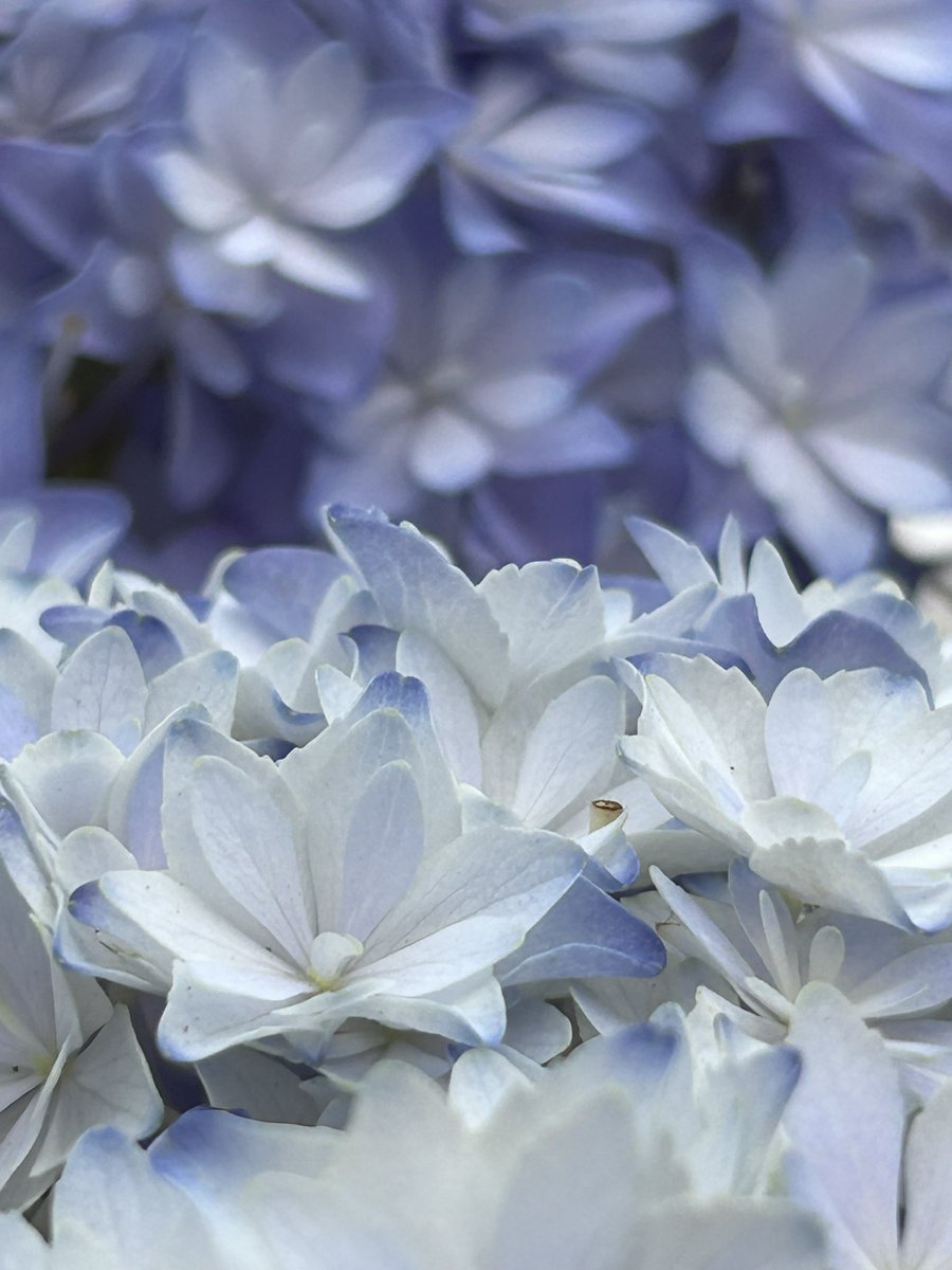 #あなたの紫陽花見せてください

今年の紫陽花を
ドライフラワーに仕立てました♡
夏にぴったりな紫陽花ヘアアクセサリー🩵

 #レジンアクセサリー