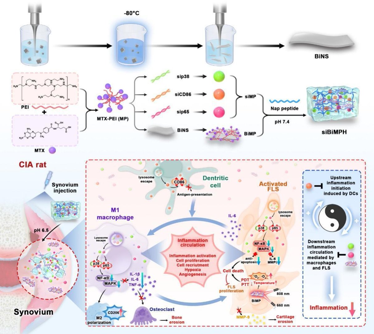 Microenvironment Responsive Hydrogel Exerting Inhibition of Cascade Immune Activation and Elimination of Synovial Fibroblasts for Rheumatoid Arthritis Therapy. | Liang Ge, China Pharmaceutical Univ. | [50 days' free access] #pHsensitive #hydrogel authors.elsevier.com/a/1j65LcI2-5wpZ