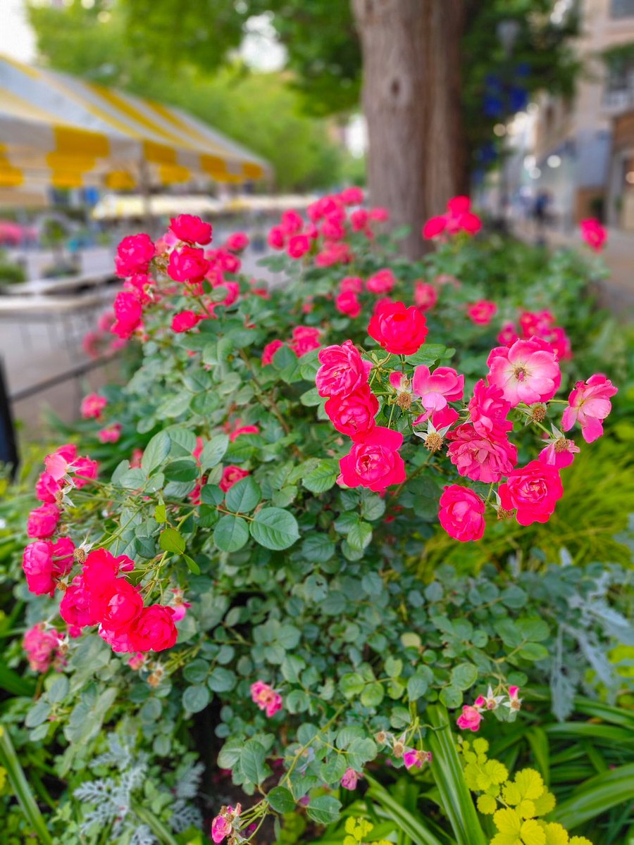 赤い薔薇🌹
横浜日本大通りにて。