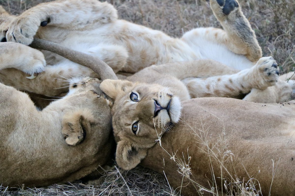 Tony Thomas tweet media