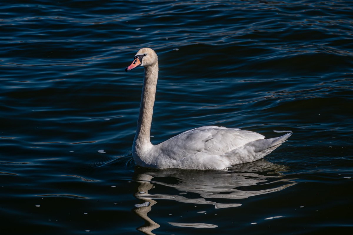 #XNaturePhotography #XNaturePhotography #NaturePhotography #photographycommunity #NatureBeauty #Swan #BirdsOfX #Swantastic
This one's for you and for #SwanDay