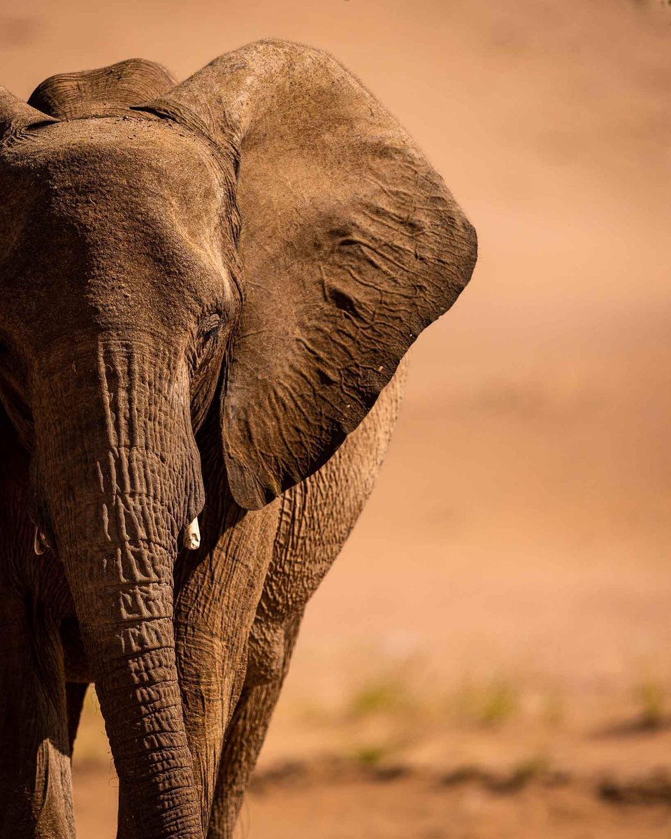 'Prendre ces animaux en photos, c’est être le témoin de merveilles naturelles rares, puissantes mais aussi fragiles.' Mathieu Courdesses.

📸 mathieucourdesses I Instagram

Canon EOS R5
Objectif : EF 500mm f/4 L IS II USM
Ouverture : f/4
Vitesse : 1/1600
ISO : 100
#CanonFrance