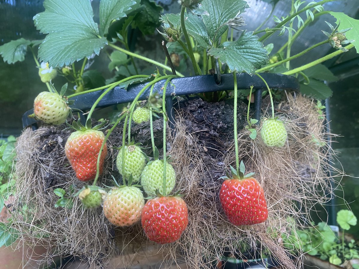 Greenhouse strawberries. I grew in baskets to keep out the critters